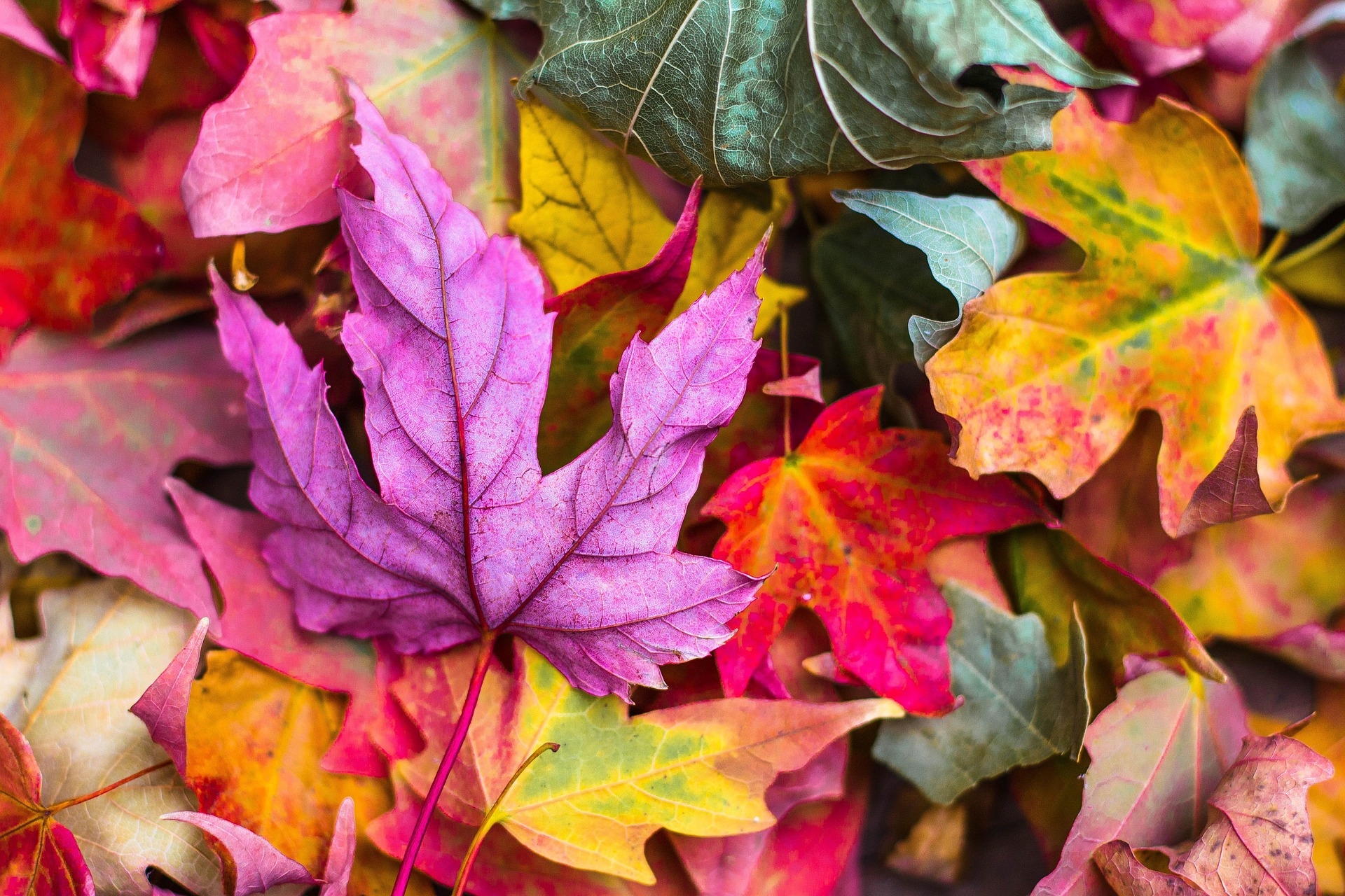 Ahornblätter, im Herbst bunt gefärbt, am Boden übereinander liegend.