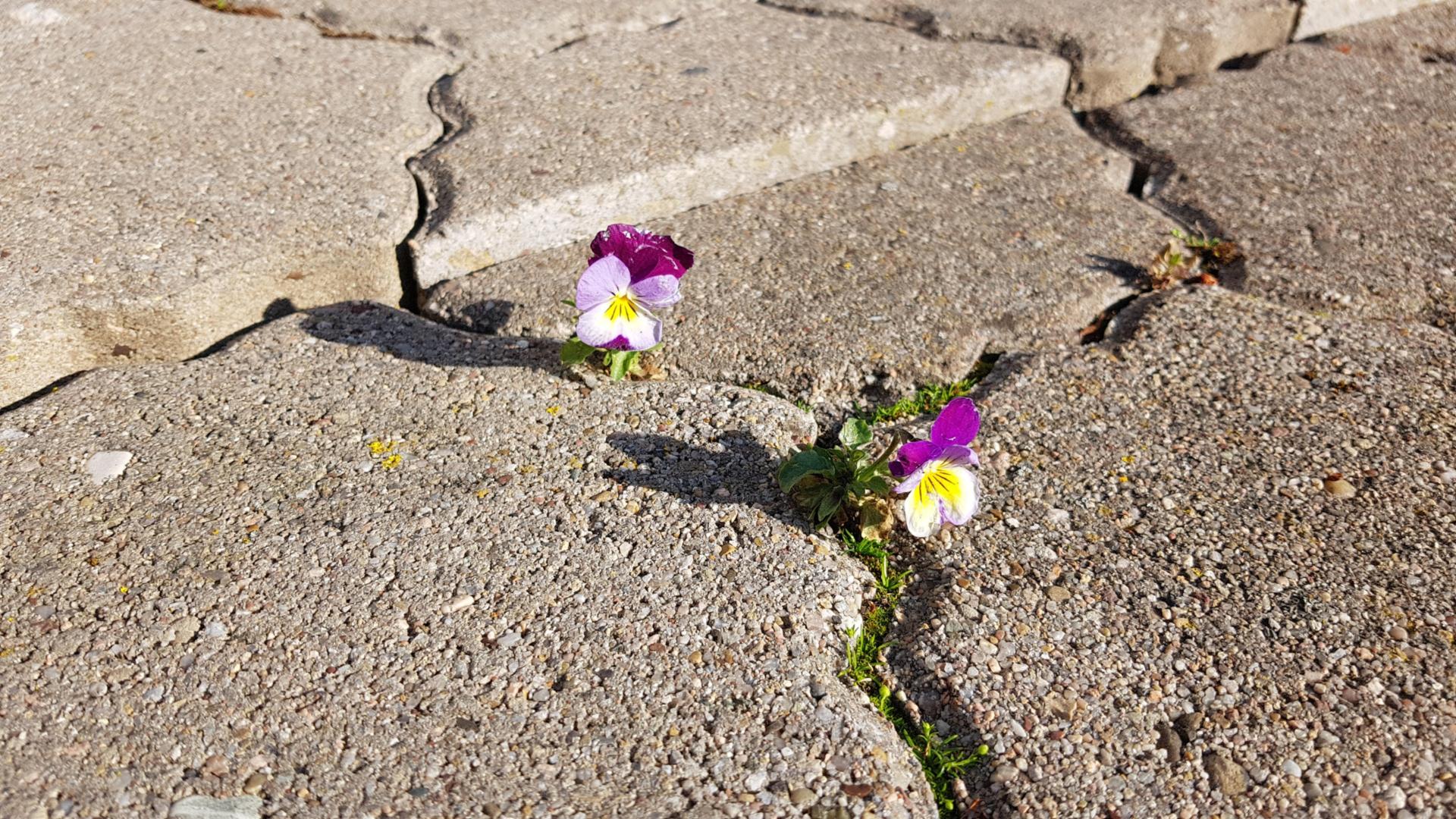 Stiefmütterchen wachsen durch Steine