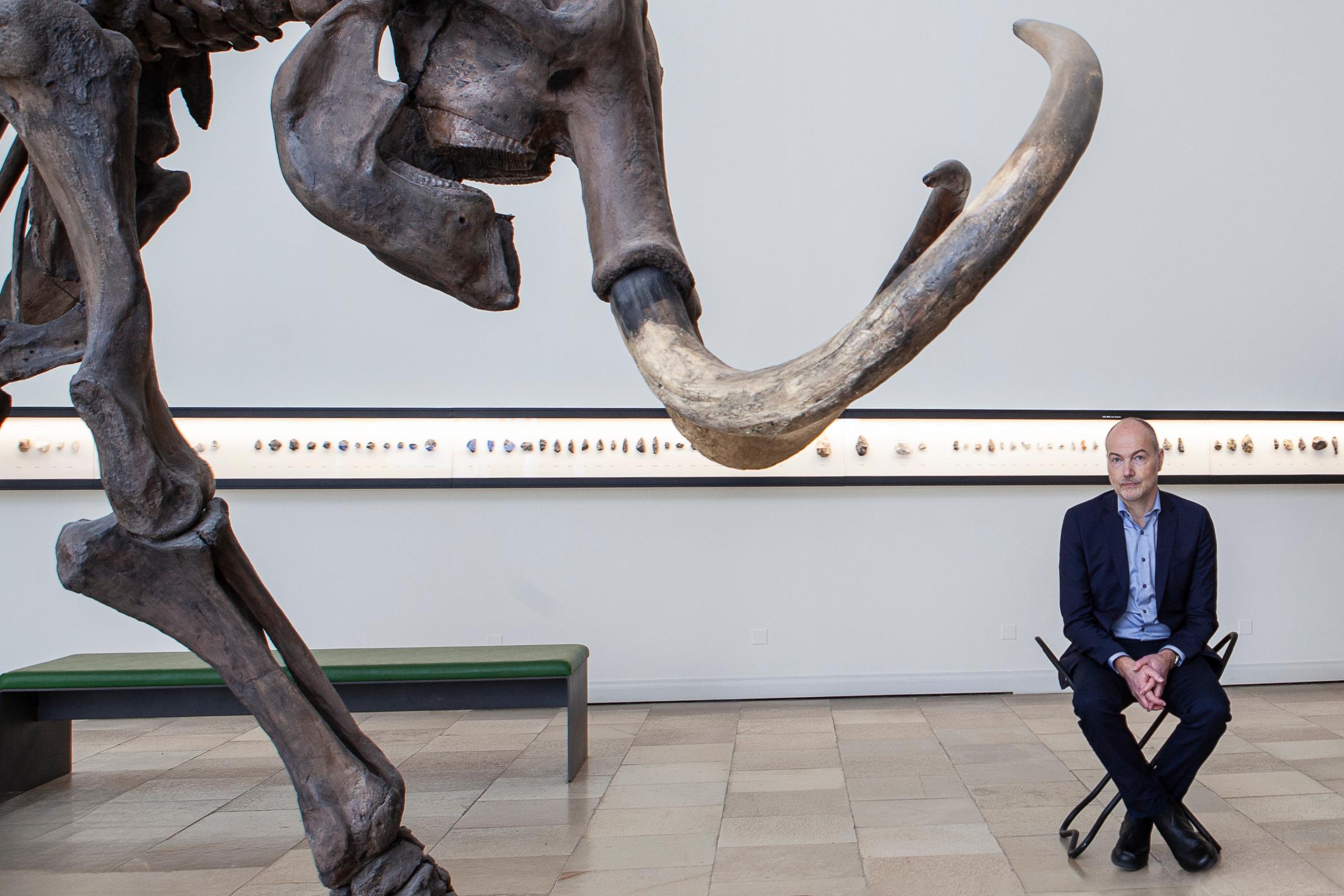 Ein Mann, der Autor Kai Michel, sitzt in einem Museum auf einem Hocker neben einem Skelett eines Elefanten
