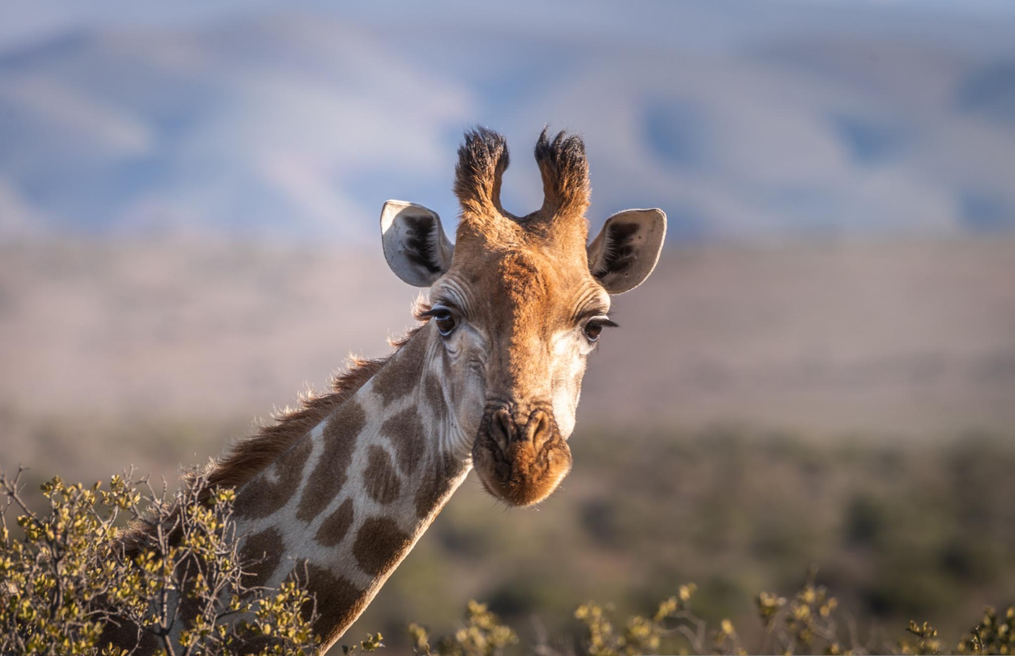 Kopf einer Giraffe