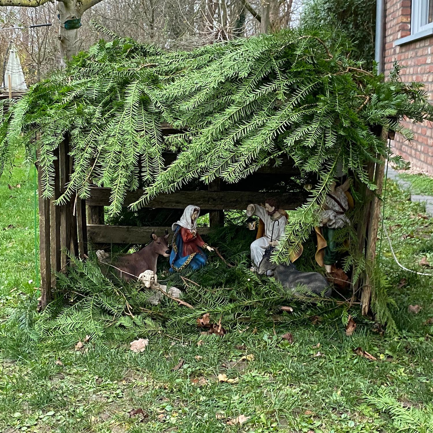 Viel Grün und Natur zeichnet diese Krippe in einem Garten aus. Der Stall ist zugig, wie wohl auch der echte Stall gewesen sein dürfte.