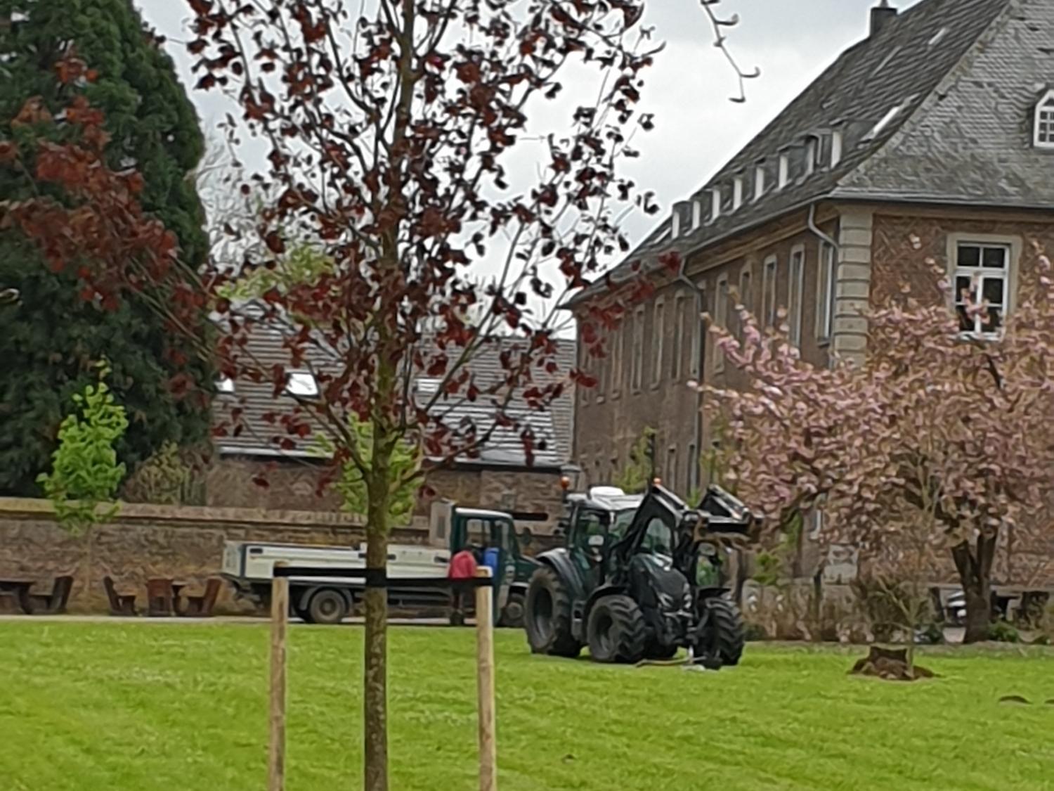 Auf einer Traktorschaufel wurden die Bäume an ihren Standort gebracht, wo sie dann eingepflanzt wurden. Obwohl die neuen Bäume schon einige Jahre alt sind, müssen sie mit Pfählen stabilisiert werden.