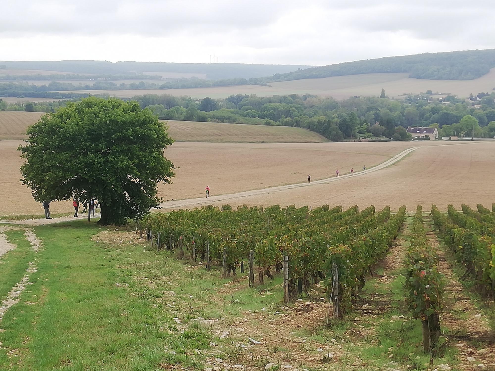 Eine große Weite und Weinstöcke begleiteten die Pilger im Burgund.