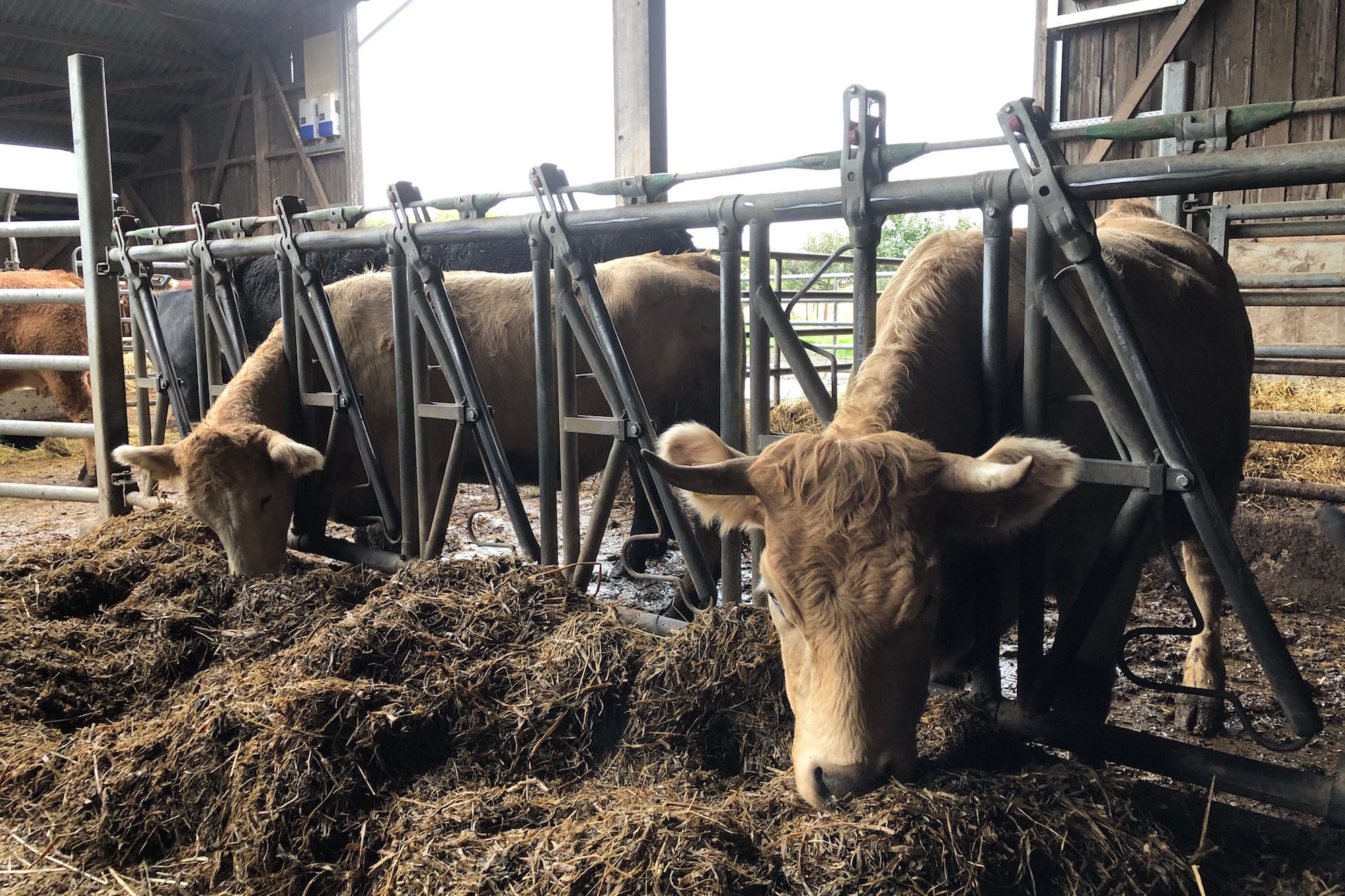 Frische Luft und Bewegungsfreiheit im Stall sind Komponenten, damit sich Tiere wohl fühlen. Letzten Endes sei das aber auch keine artgerechte Haltung, sagt Bio-Landwirt Christoph Leiders.