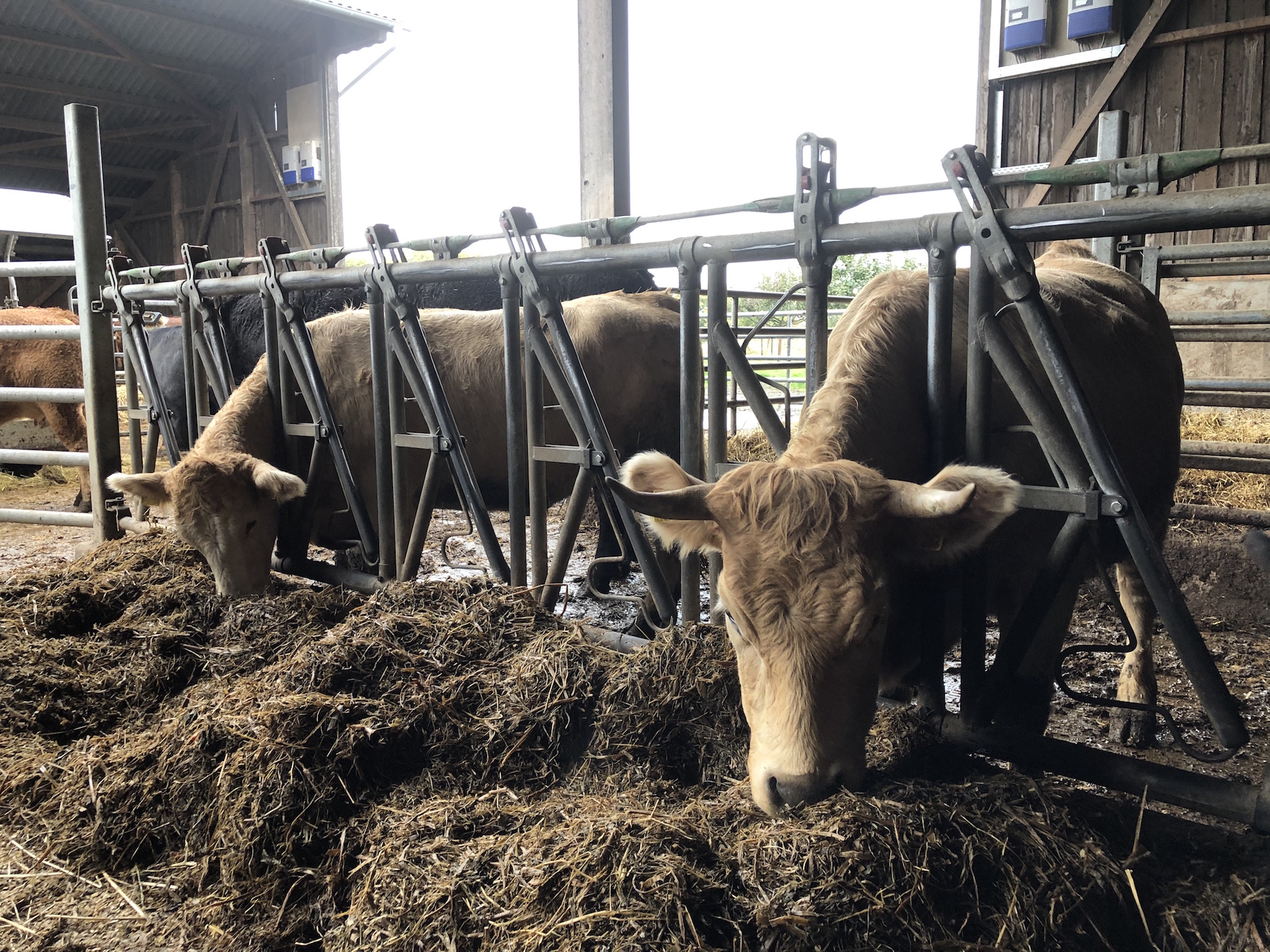 Frische Luft und Bewegungsfreiheit im Stall sind Komponenten, damit sich Tiere wohl fühlen. Letzten Endes sei das aber auch keine artgerechte Haltung, sagt Bio-Landwirt Christoph Leiders.