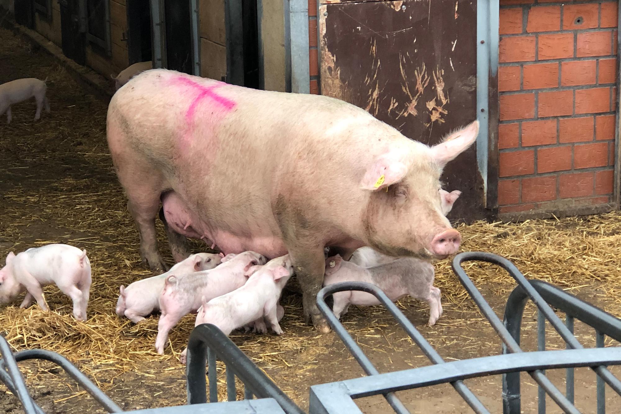 Als Muttersau ist Gelassenheit oberste Priorität. Elf bis zwölf Ferkel wirft eine Sau pro Wurf. Im Jahr sind das durchschnittlich 30 Ferkel.