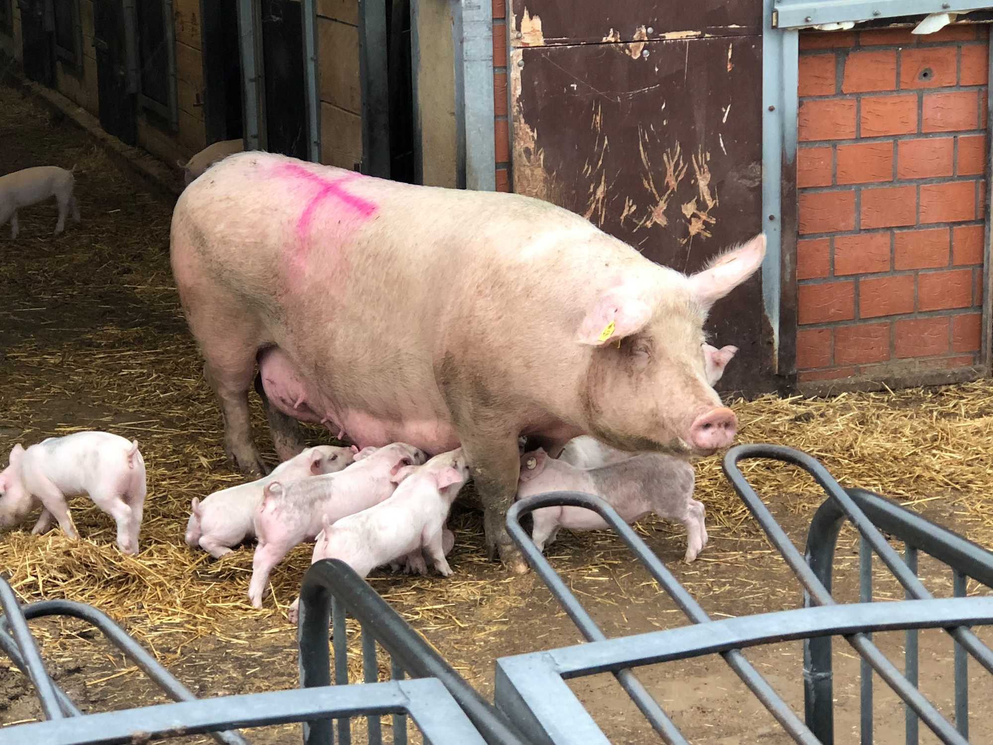 Als Muttersau ist Gelassenheit oberste Priorität. Elf bis zwölf Ferkel wirft eine Sau pro Wurf. Im Jahr sind das durchschnittlich 30 Ferkel.