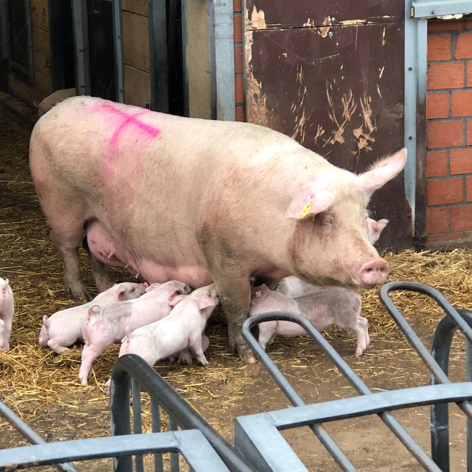 Als Muttersau ist Gelassenheit oberste Priorität. Elf bis zwölf Ferkel wirft eine Sau pro Wurf. Im Jahr sind das durchschnittlich 30 Ferkel.