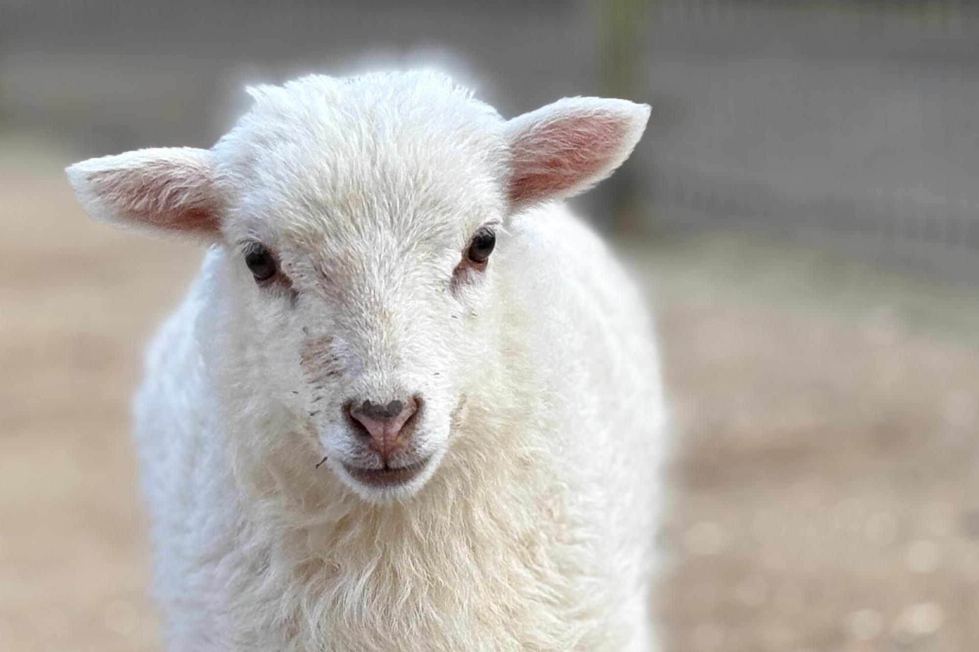 Das weiße Fell des Lamms ist Symbol für Frieden und Reinheit.