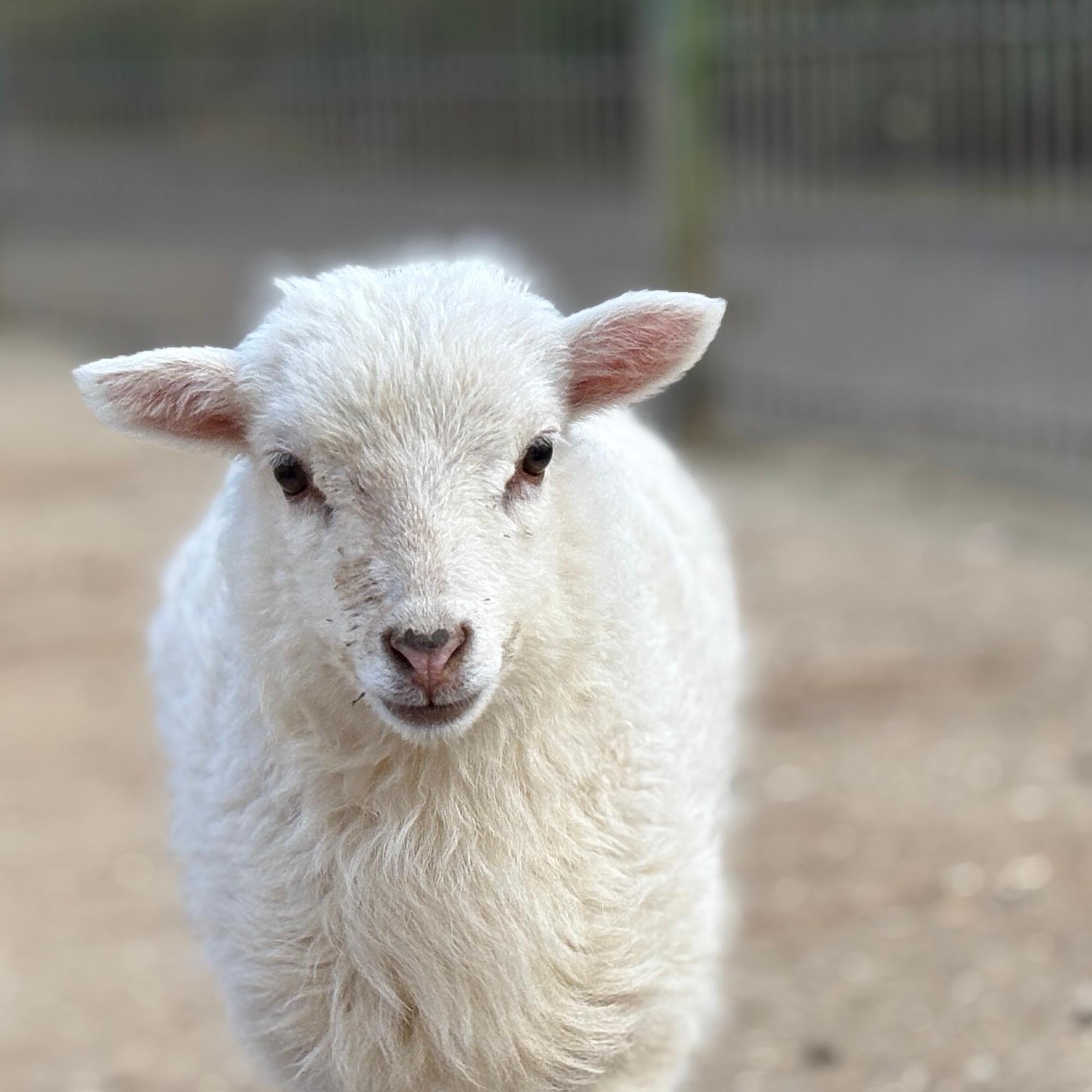 Das weiße Fell des Lamms ist Symbol für Frieden und Reinheit.