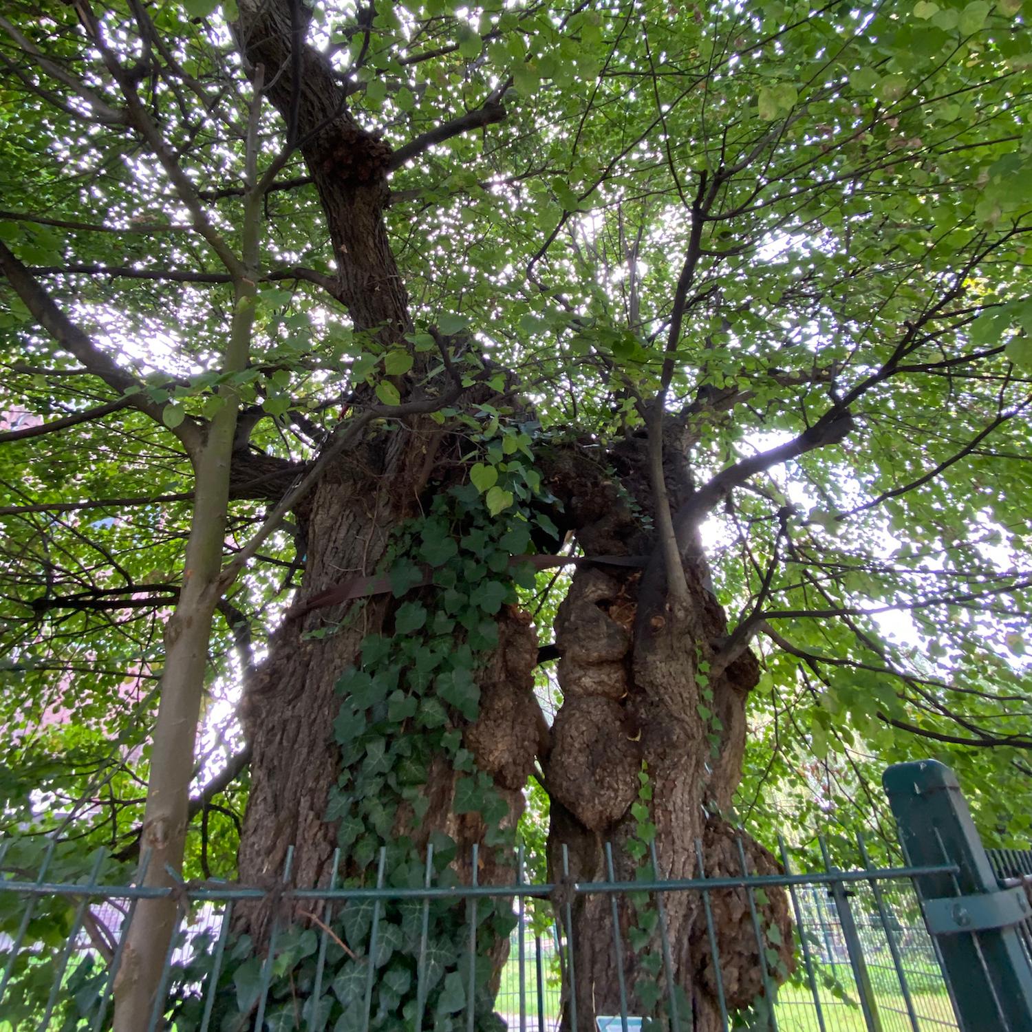 Leben und Tod gehören zusammen, wie bei diesem Baum, der trotz totem Stamm lebt.