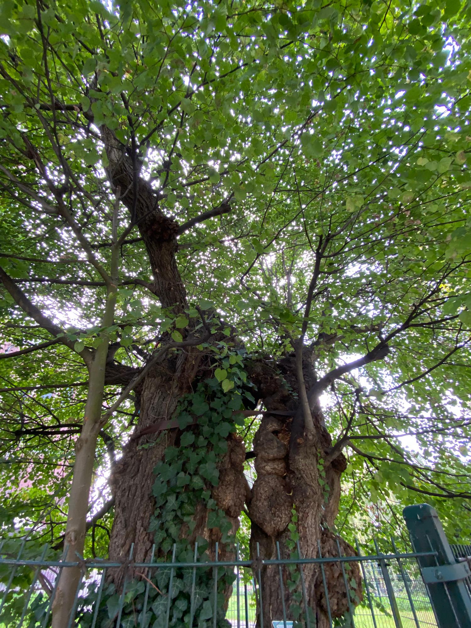 Leben und Tod gehören zusammen, wie bei diesem Baum, der trotz totem Stamm lebt.