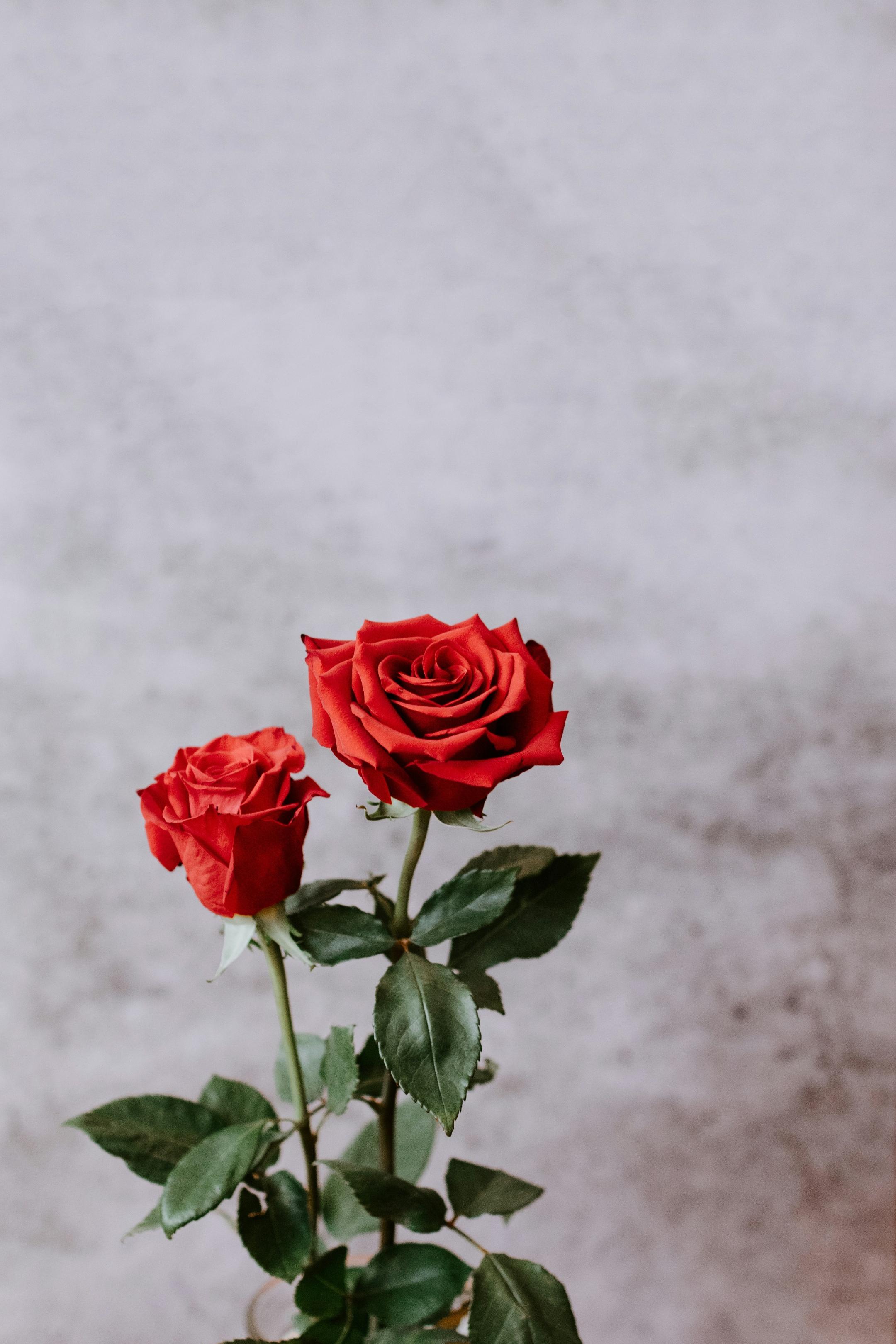 Rosen