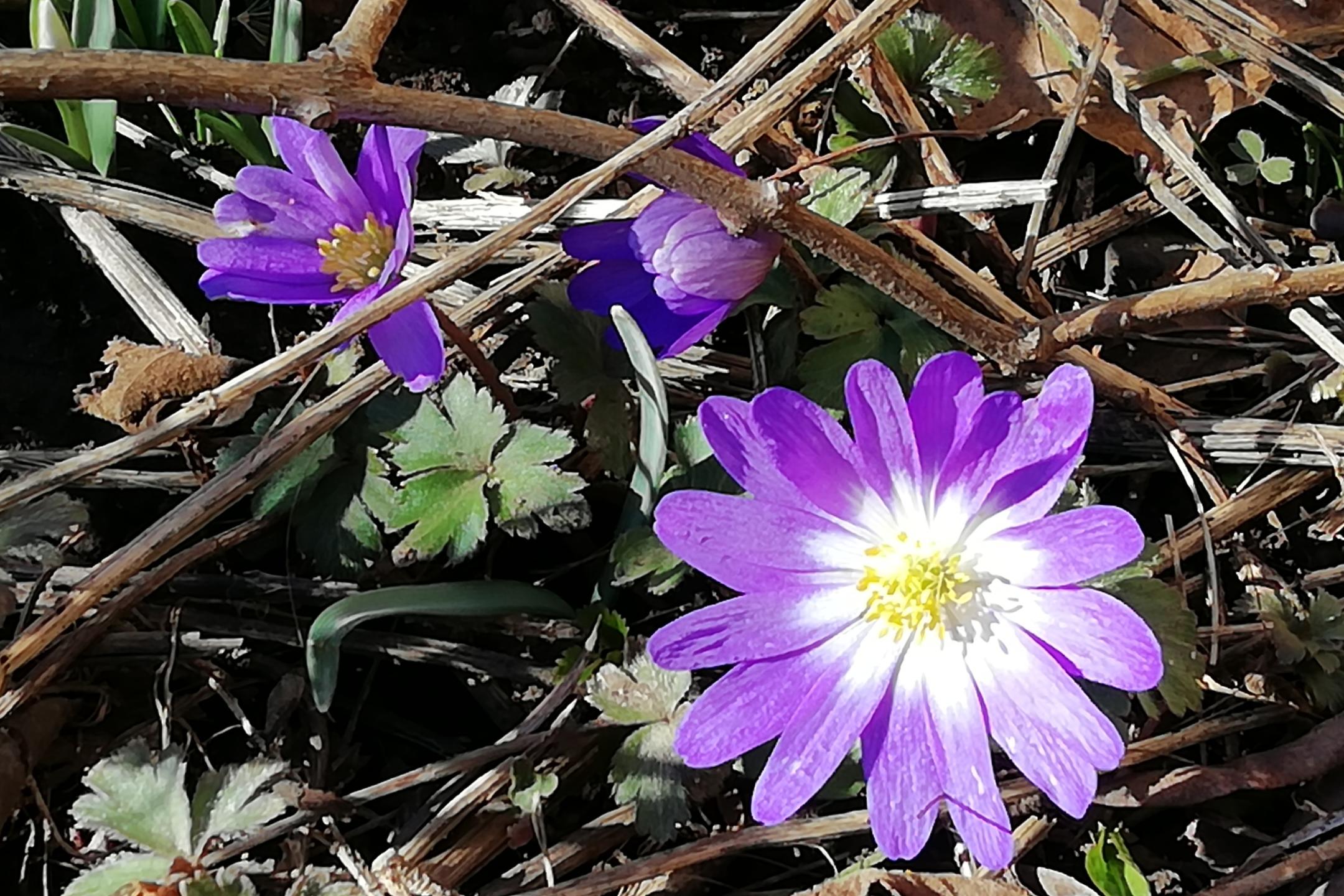Ostern entgegen gehen