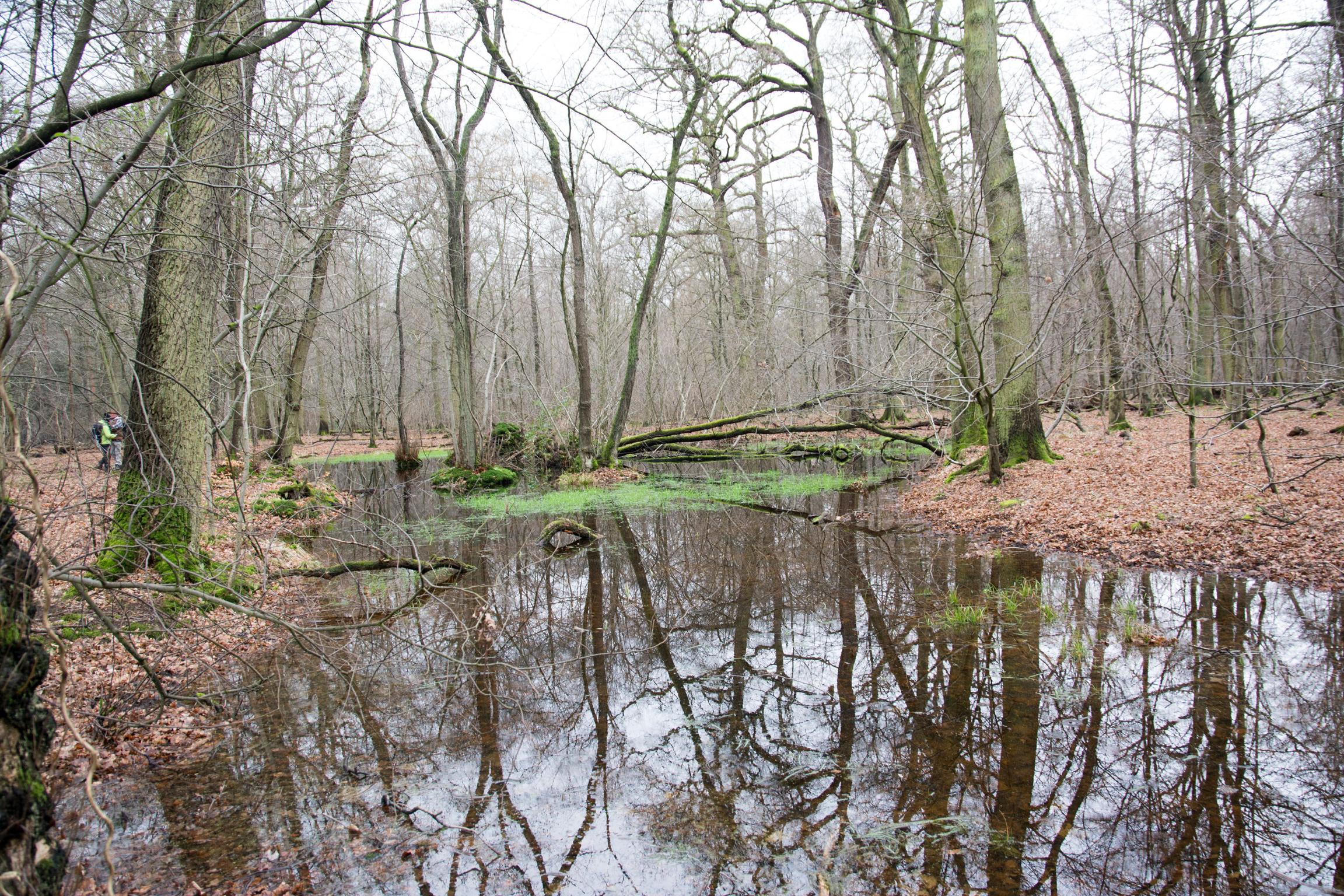 Hambacher Forst