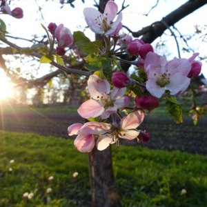Apfelbaum mit Blüte