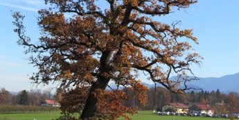 Baum im Herbst