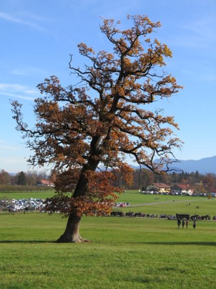 Baum im Herbst