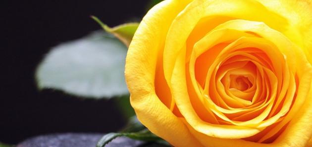 Blume Rose