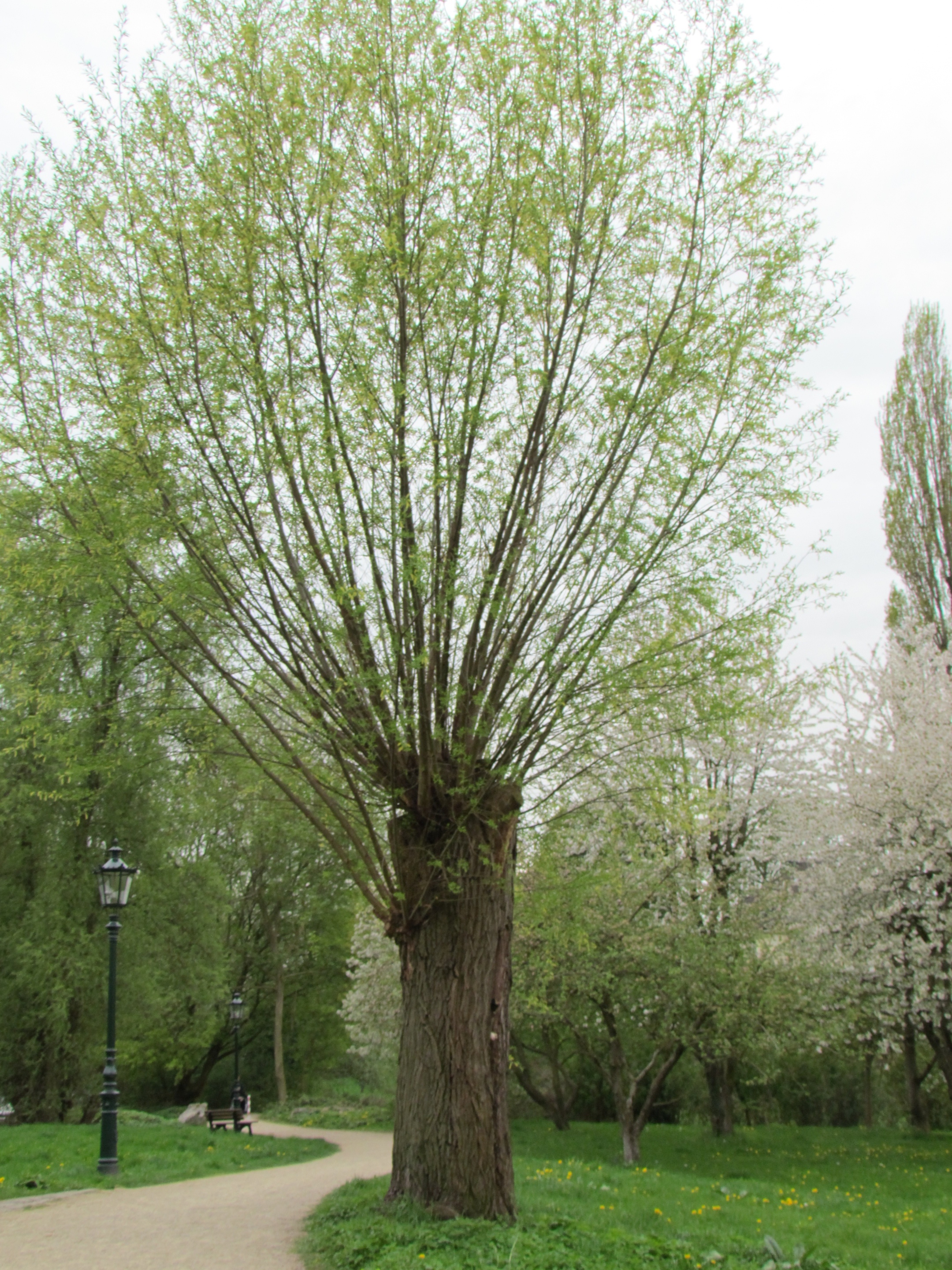 Baum