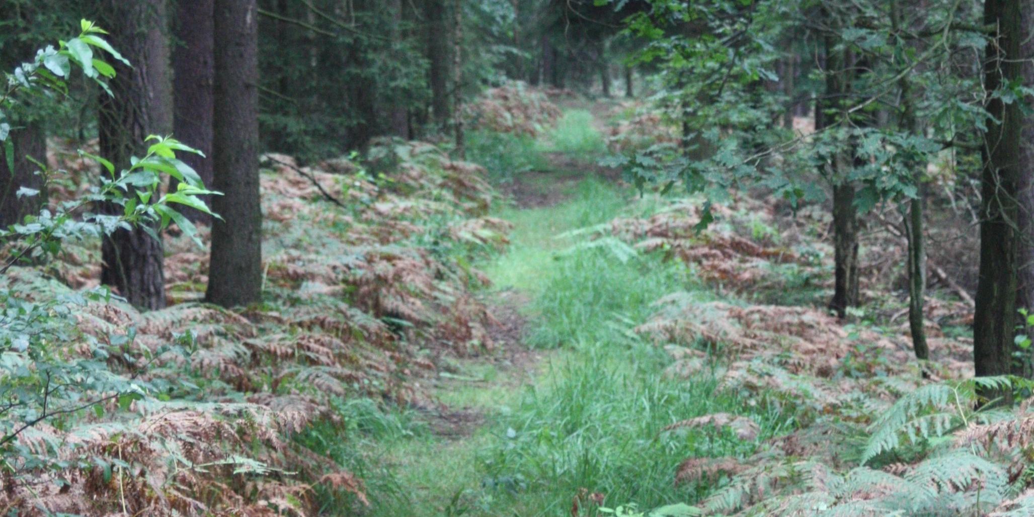 Fastenzeit-Foto - 210219-Waldschneise