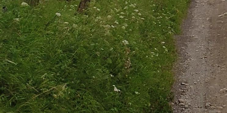 Fastenzeit-Foto - 210223-Wegrand