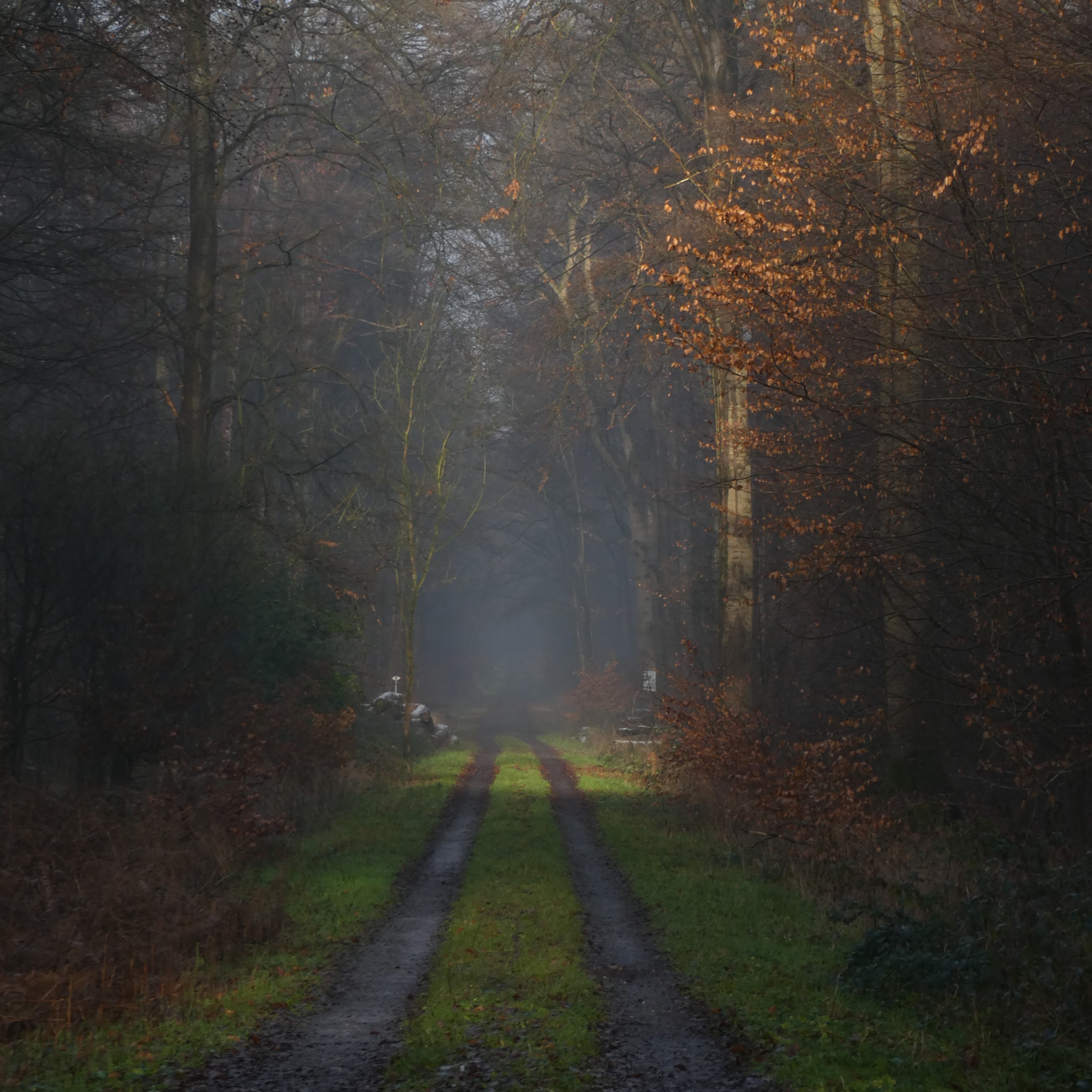 Waldweg-2