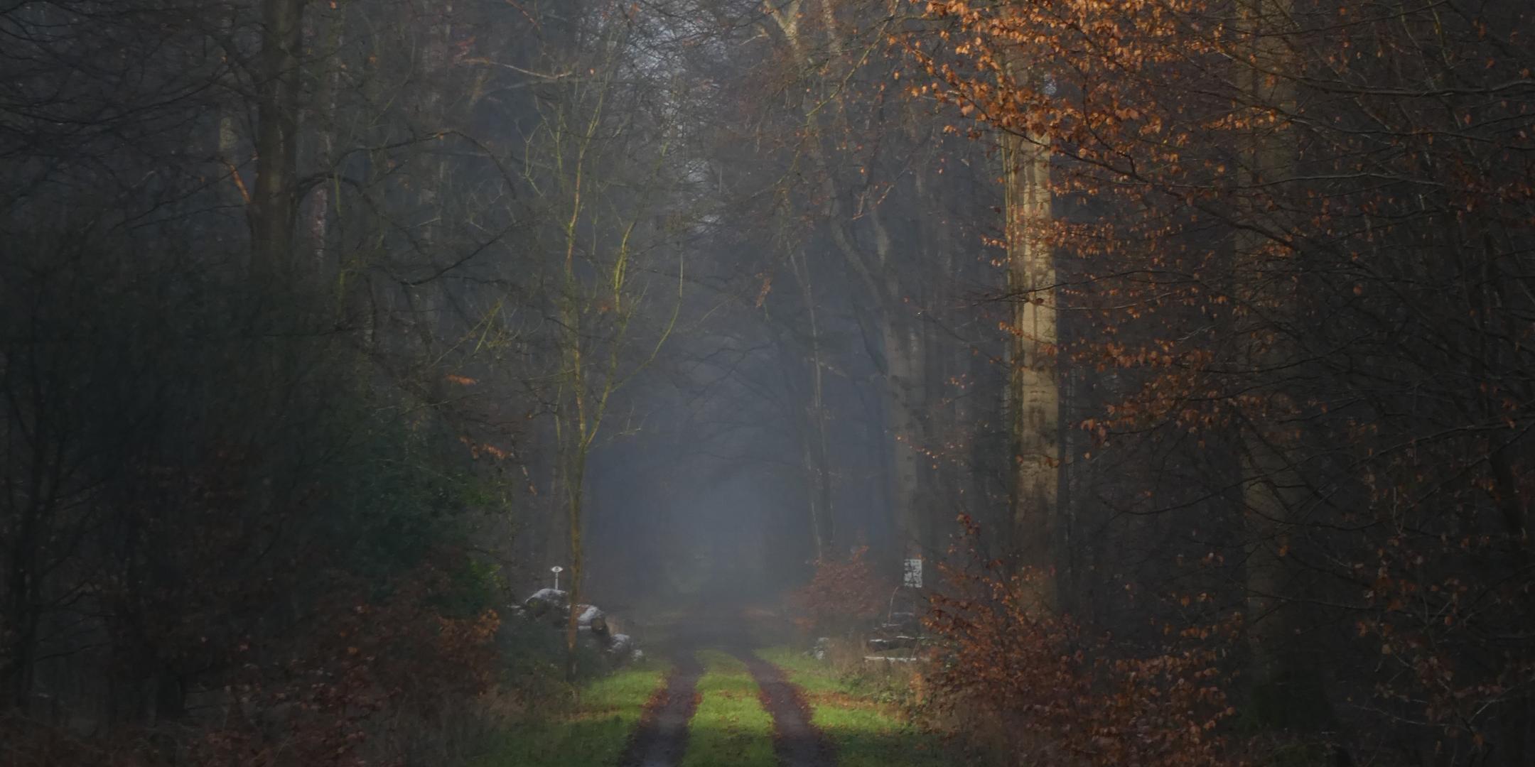 Waldweg-2