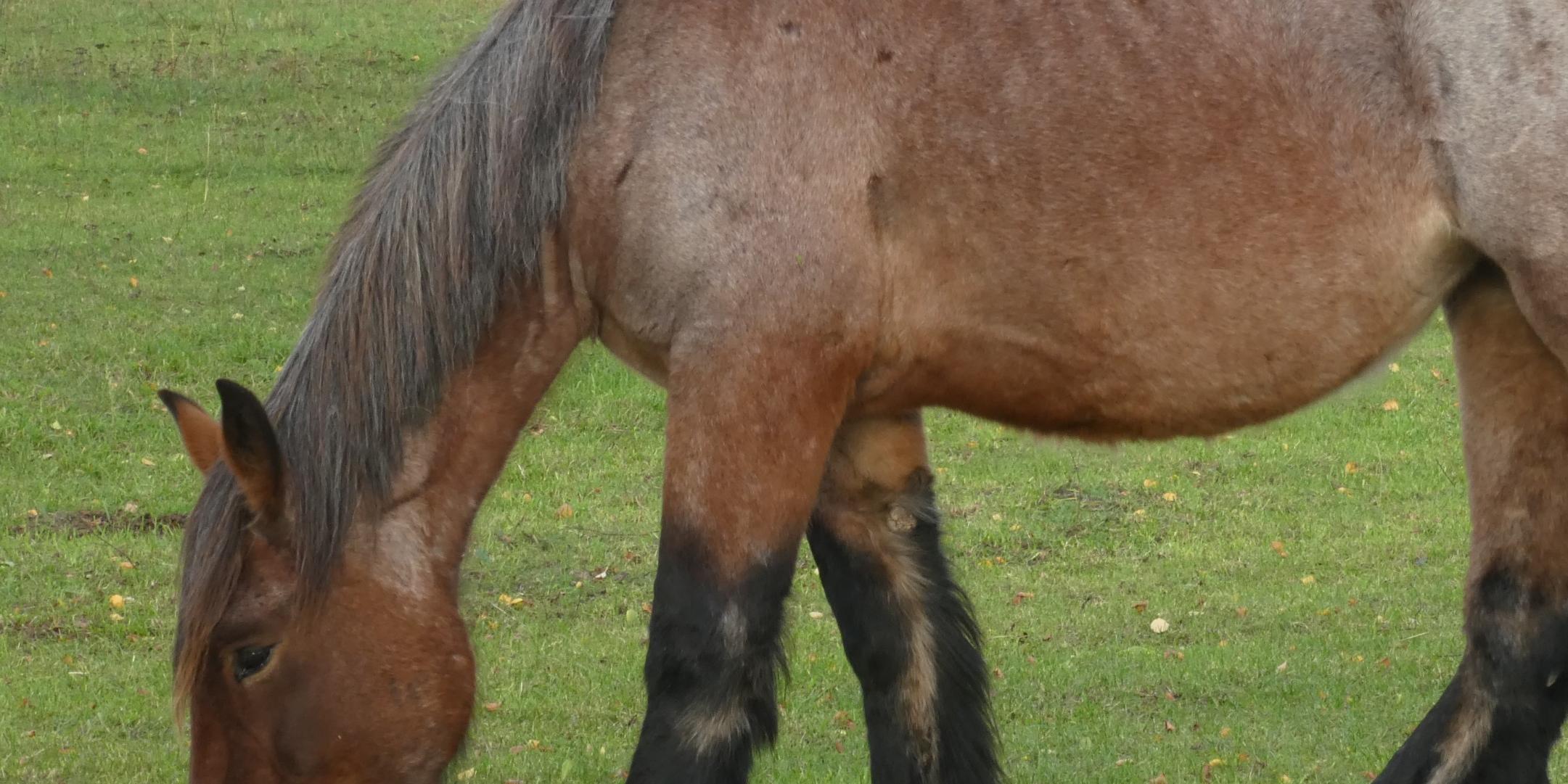 Wochenimpuls-Foto-210912-Pferd