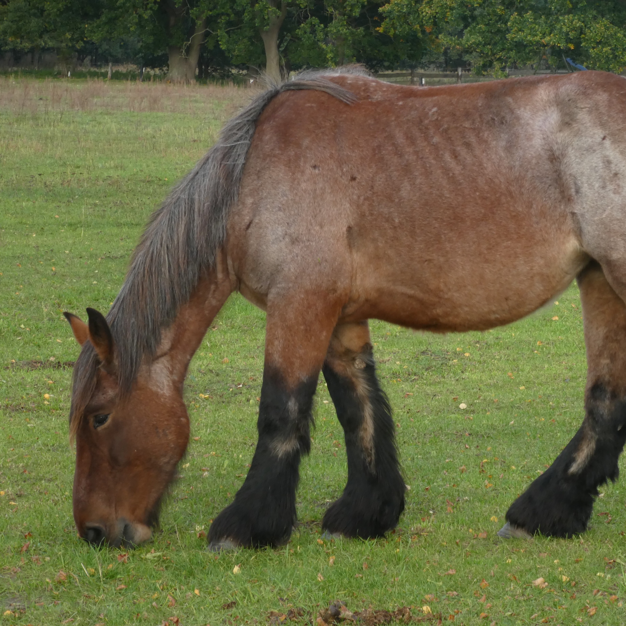 Wochenimpuls-Foto-210912-Pferd