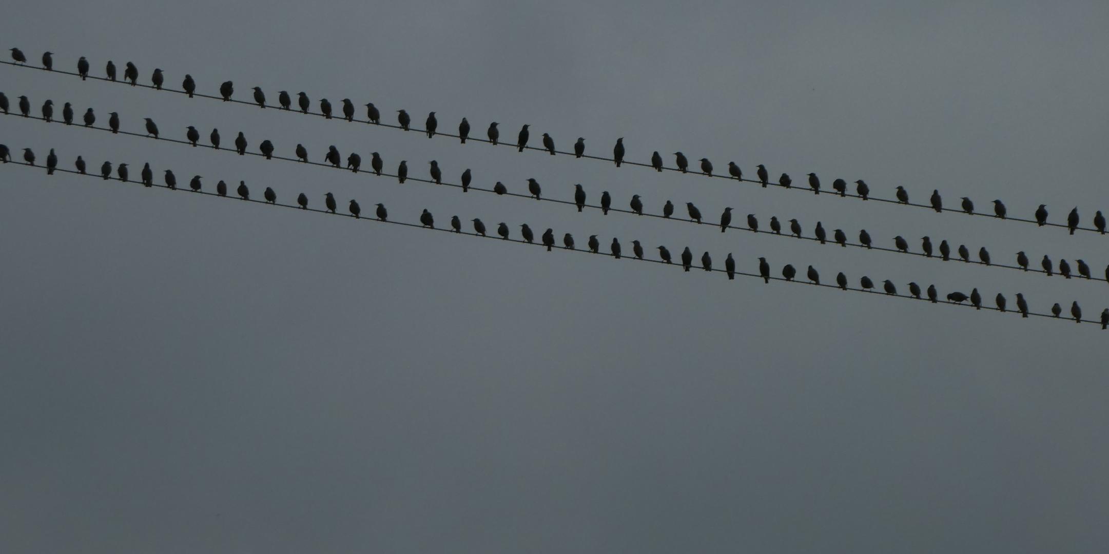 Wochenimpuls-Foto-211017-Voegel