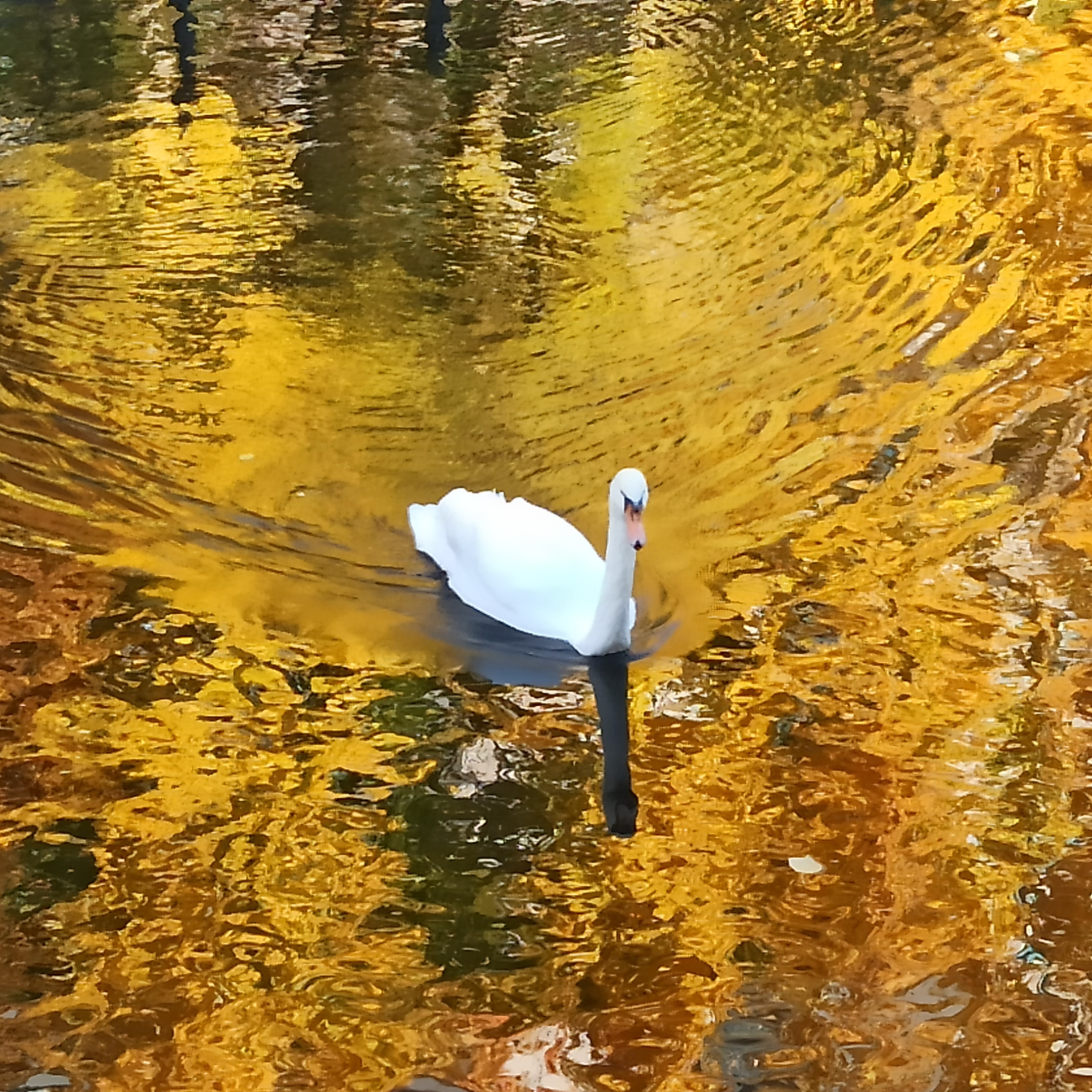 Wochenimpuls-Foto-211107-Schwan