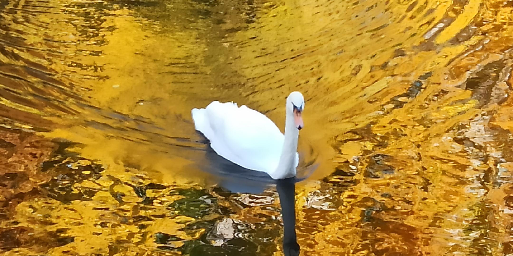 Wochenimpuls-Foto-211107-Schwan