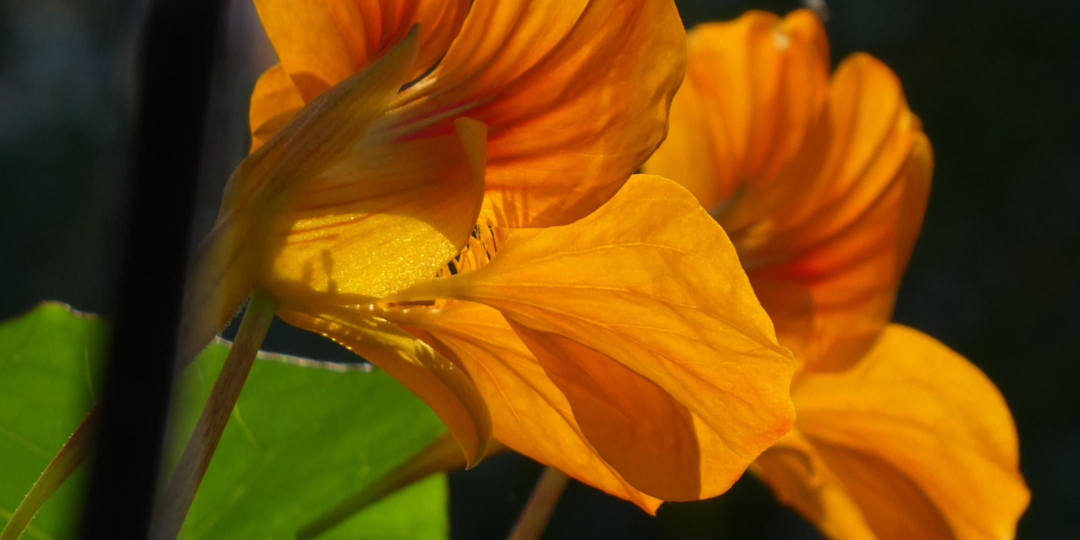 Wochenimpuls-Foto-211121-Blüte