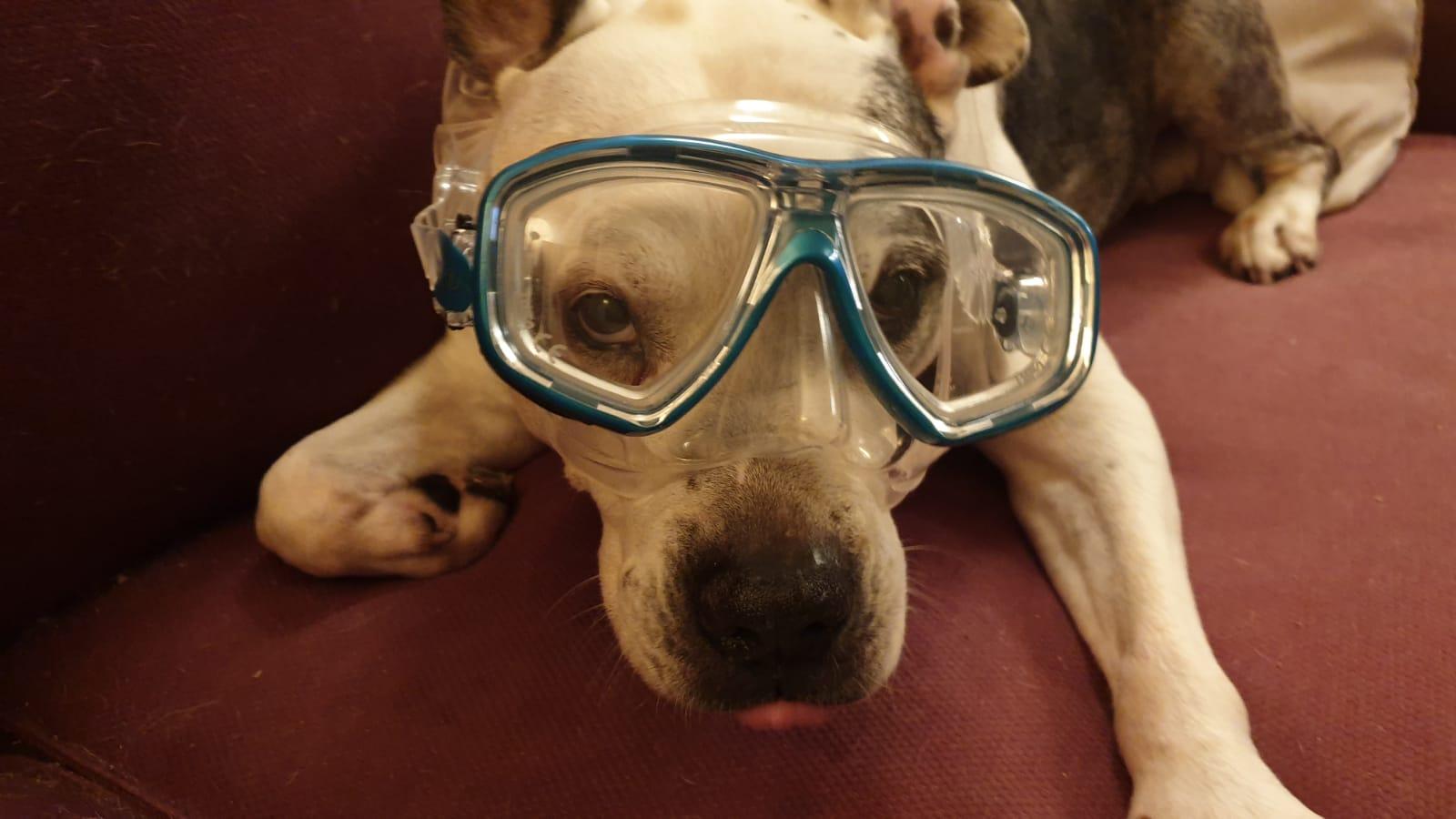 Hund mit Brille