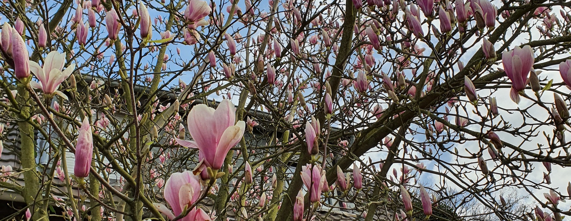 2020_03_17_Magnolien Kopie_b