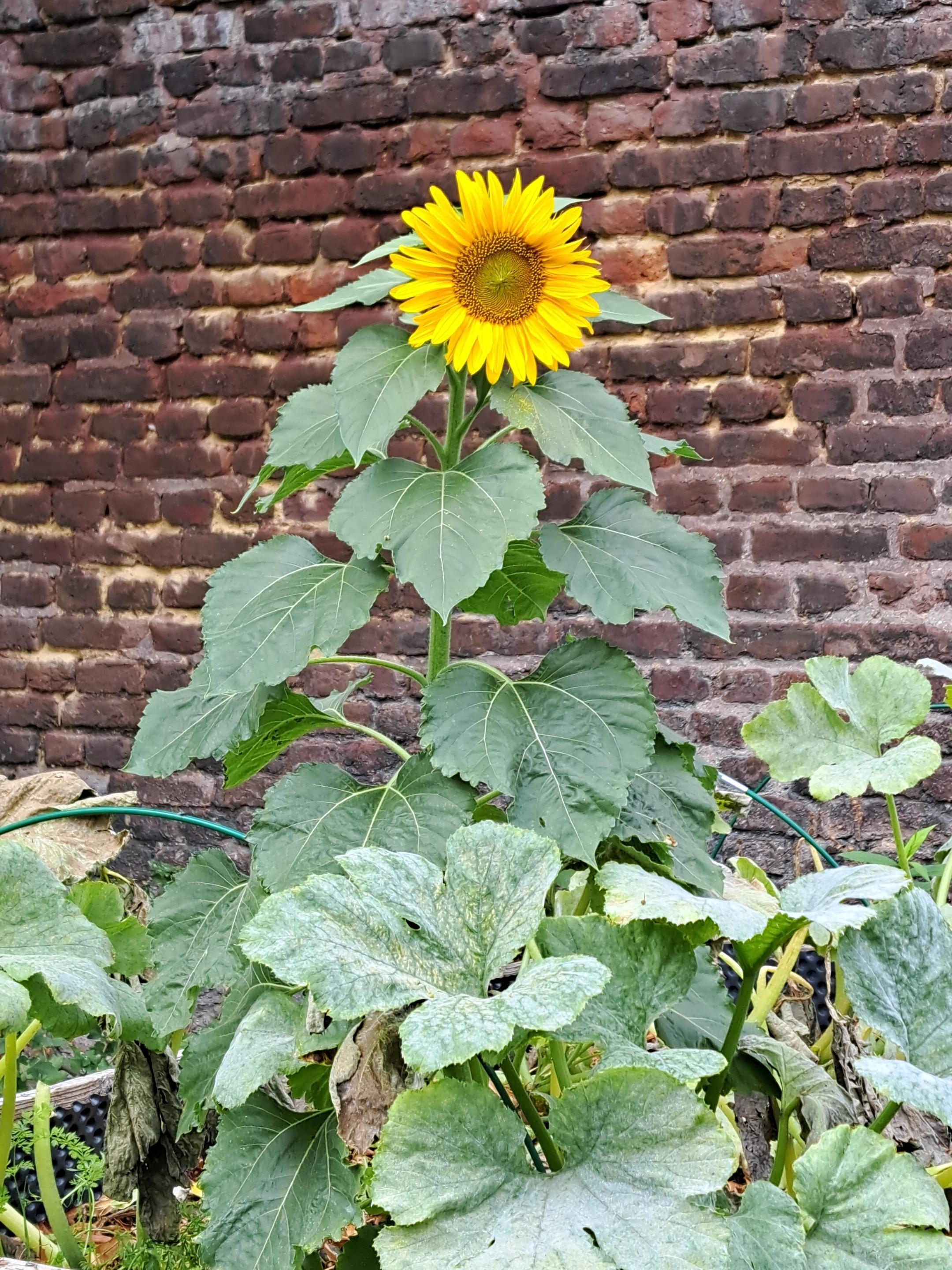 Sonnenblume Schöpfungsgarten