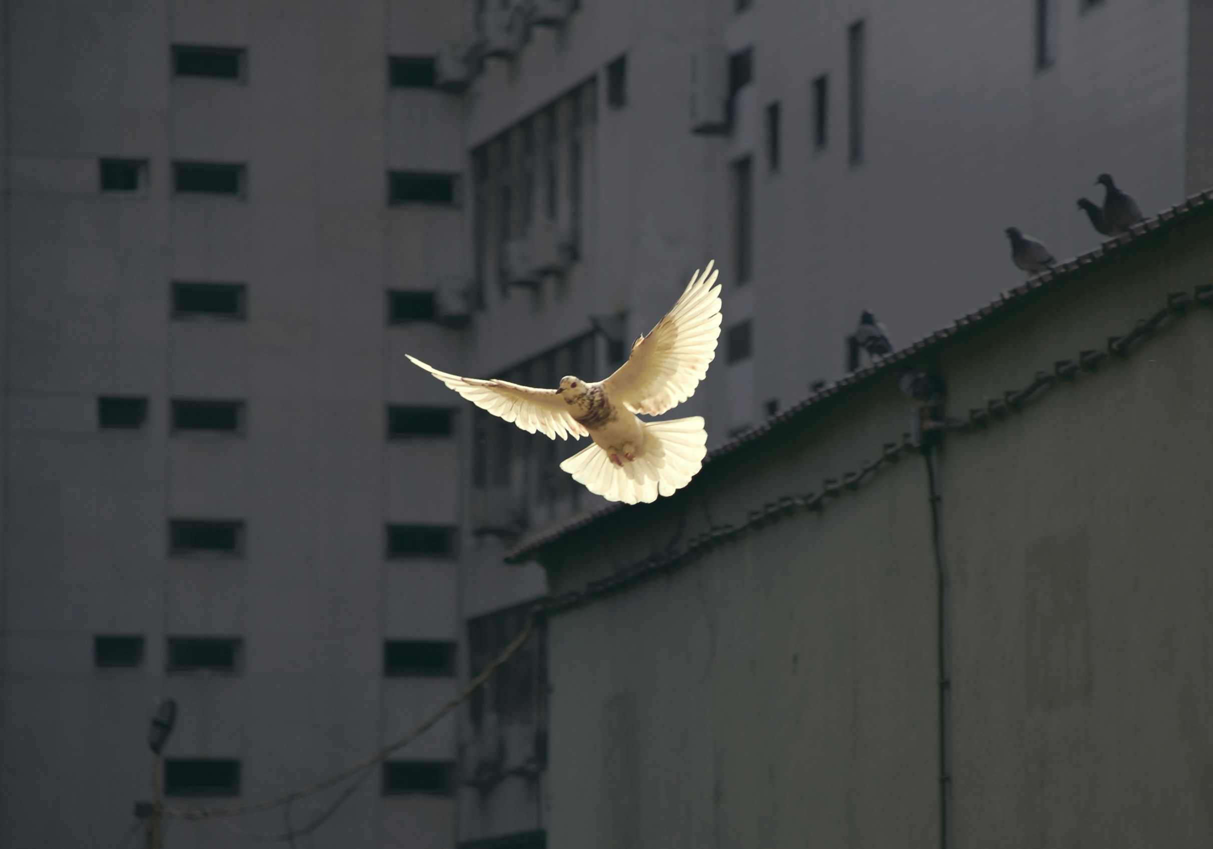 Taube im Flug vor einem Haus mit hohen Mauern und kleinen Fenstern
