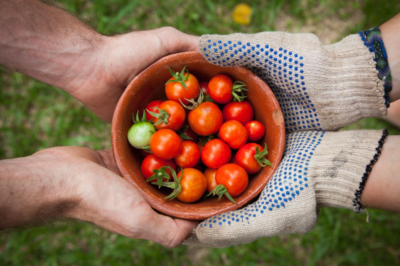 Tomaten (c) Foto von Elaine Casap auf Unsplash