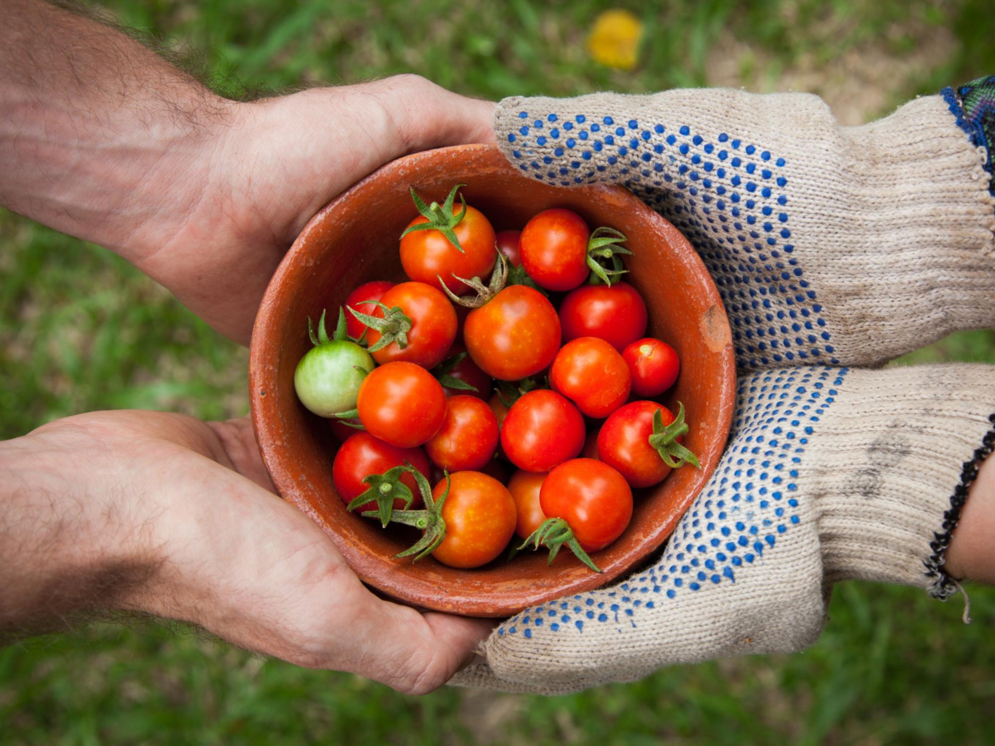 Tomaten