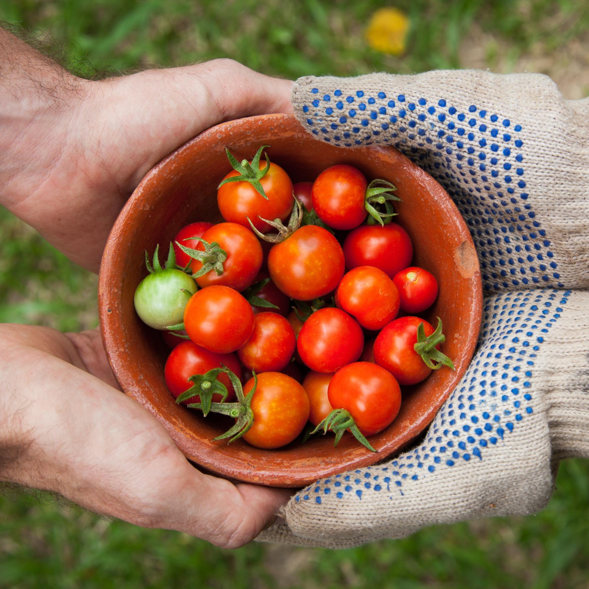 Tomaten