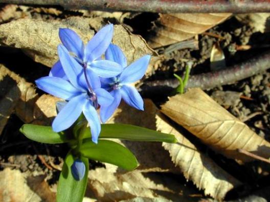 Blaue Blume
