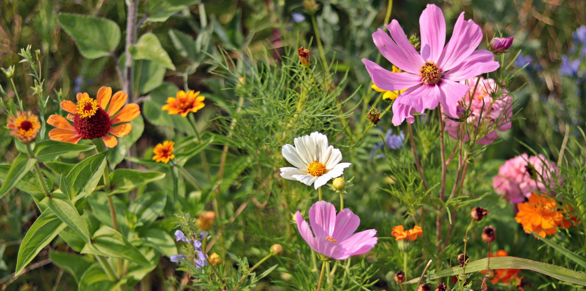 Wildblumen