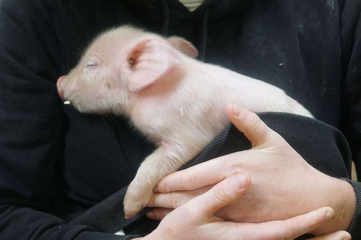 ein Schweinchen namens FRIEDA